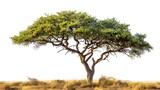 Isolated Acacia Tree in the Savanna