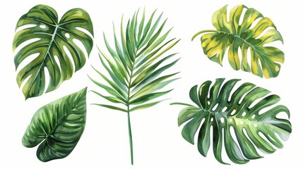 An illustration of large hand-drawn watercolor tropical plants, an illustration of monstera against an isolated white background