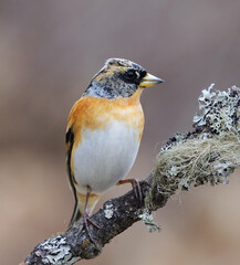 Wall Mural - Brambling (Fringilla montifringilla) male perched on a branch in spring.