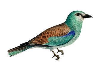 Wall Mural - Png European roller bird sticker, transparent background