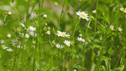 Wall Mural - Camomile flowers swayed by a light wind at sunrise. Concept of beauty and medicine. Selective focus.