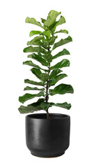 Poster - Fiddle leaf fig png mockup plant in a pot