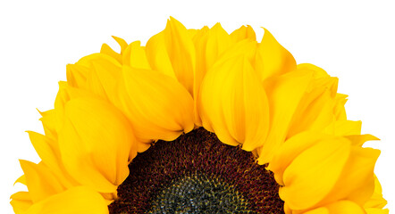 Sticker - PNG blooming sunflower sticker, transparent background