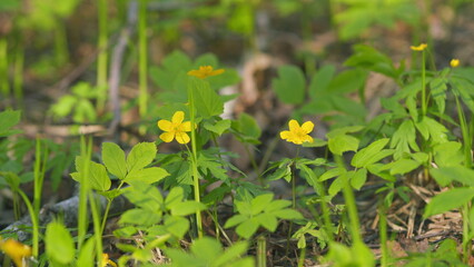 Wall Mural - Anemone ranunculoides. Yellow spring flowers in the woods. Yellow wood anemone. Slow motion.