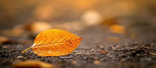 Wall Mural - Golden autumn leaf on the ground with space for text in the background. copy space available