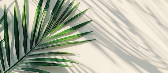 Poster - Capture a summery aesthetic with a detailed shot of a palm leaf and shadows creating an abstract texture on a beautiful nature background in a minimalist flat lay composition featuring abundant copy