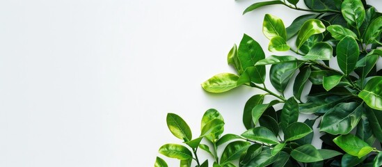Leinwandbilder - Copy space image of bright green foliage against a white backdrop