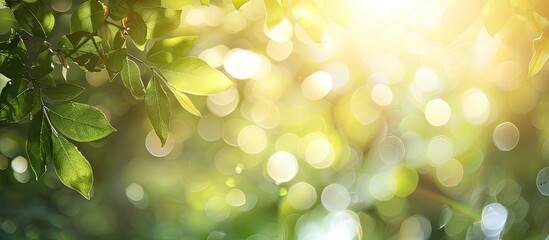 Poster - Abstract blurry foliage and bright summer sunlight create bokeh background for copy space image