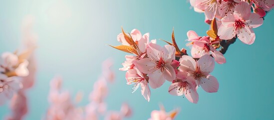 Aufkleber - Close up view of delicate pink almond tree flowers on branches against a vivid blue sky backdrop providing ample copy space in the image