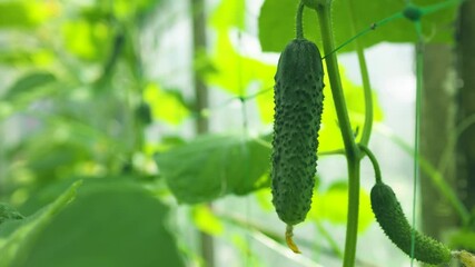 Wall Mural - Cucumber seedlings grown in a greenhouse blooming with young cucumbers