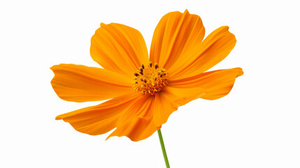 Sticker - close-up of an orange cosmos flower, isolated on a white background, vibrant and eye-catching 