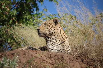 Leopard enjoying the view