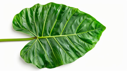 Sticker - detailed close-up of an Alocasia leaf with prominent veins, isolated on a white background, deep green and striking 