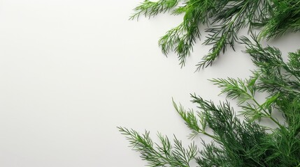 Poster - Fresh dill on a white background with space for text