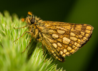 Wall Mural - A yellow-brown moth with spotted wings sits on a spike in a thicket of meadow grass on a clear summer day.