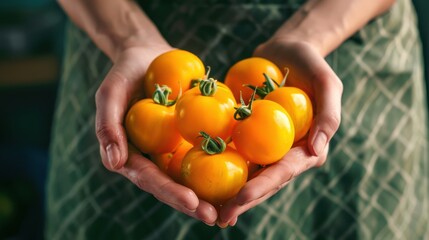 Wall Mural - Hands Holding Yellow Tomatoes