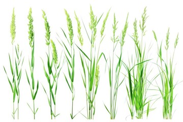 Wall Mural - A simple image featuring a row of green grass on a white background