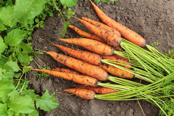 Wall Mural - Bunch of organic dirty carrot harvest in garden on ground in sunlight