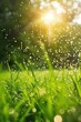 © Jakkapat - Raindrops falling on green grass with the sun shining brightly in the background.