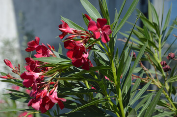 Blooming oleander. Red flowers on branches on a summer day. Natural background.