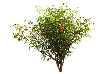 Sticker - 3D Rendering Elderberry Bush on White