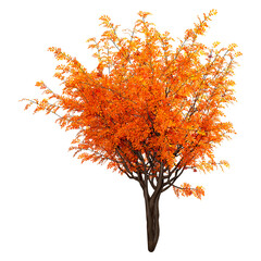 Wall Mural - 3d rendering rowan trees on white