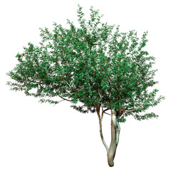 Wall Mural - 3d rendering rowan trees on white