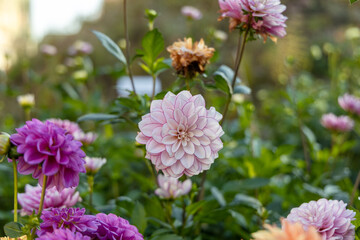 Wall Mural - Dahlia pink flowers in garden