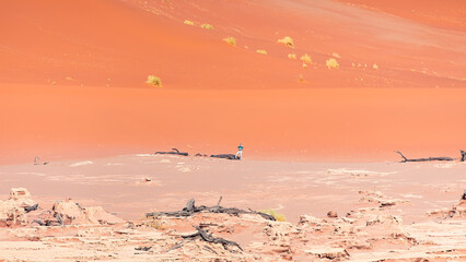 Wall Mural - Dead trees in Dead Vlei - Sossusvlei, Namib desert, Namibia