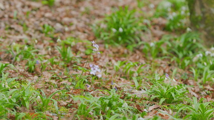 Wall Mural - First Spring Forest Flowers. Dentaria Bulbifera. Cardamine Bulbifera In The Forest In Blooming Time.