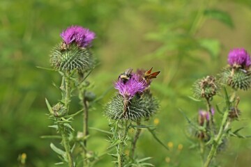 Wall Mural - Braunkolbiger Braun-Dickkopffalter (Thymelicus sylvestris) und Hummel auf Gewöhnlicher Kratzdistel (Cirsium vulgare)