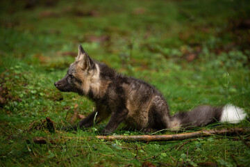 Fototapete - A young fox with grey fur plays in a green forest, blending into the lush surroundings. It pauses, alert and curious, capturing the essence of youthful energy and natural beauty.