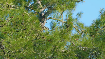 Pine Cones And Pine Leaves. Brown Mature Ripe Seed Cone Of Pine Surrounded By Its Green Thorns. Tilt up.