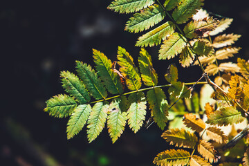 Wall Mural - yellow green rowan tree leaves over blurred background, close up