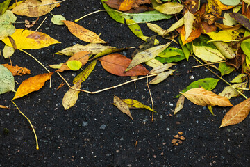 Wall Mural - Colorful fallen ash tree leaves lay on the urban ground