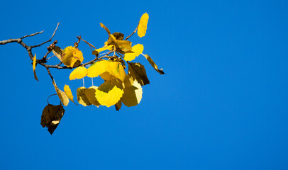 Wall Mural - bright yellow tree leaves are under blue sky, close up