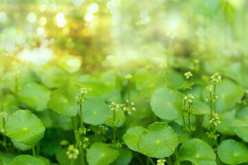 green small ground plant with flower for summer spring nature background