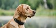© Anastasiia - Image of dog with smart collar displaying GPS tracking and health monitoring. Concept Smart Collar, Dog GPS Tracking, Health Monitoring, Pet Technology
