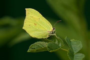 Wall Mural - Close-up footage of a Brimstone butterfly perched on a green leaf against blur background