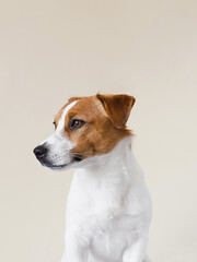 Wall Mural - Cute Jack Russell Terrier dog posing on a beige background. Funny Jack Russell Terrier puppy