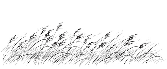 Wall Mural - monochrome wild cereals and grasses sketch