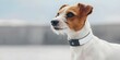 © Anastasiia - Futuristic pet collar with GPS tracking and health monitoring technology for dogs. Concept Pet Technology, GPS Tracking, Health Monitoring, Futuristic Design, Dog Collar