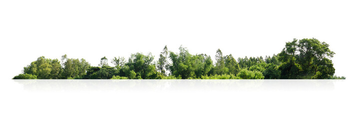 Wall Mural - forest with trees and bushes