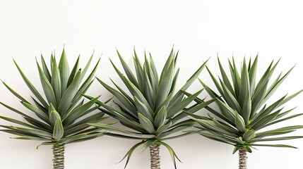 Poster - Three Green Yucca Plants Against a White Wall