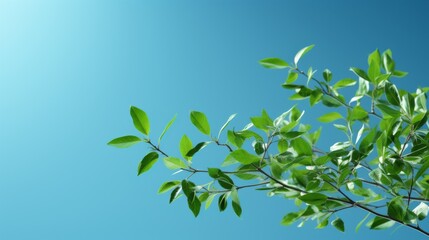 Canvas Print - Green Leaves Against a Blue Sky