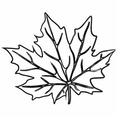 Maple tree leaf design nature.