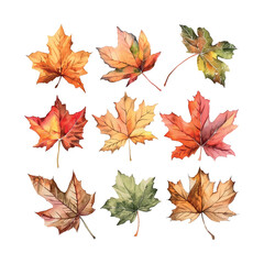 Wall Mural - A set of watercolor leaf illustrations, including maple leaves, oak leaves, and birch leaves