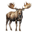© Papugrat - moose watercolor isolated on transparent background cutout