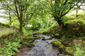 flowing stream in the woods