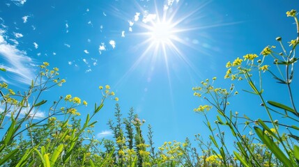 Wall Mural - sunny summer sky with no clouds for nature background